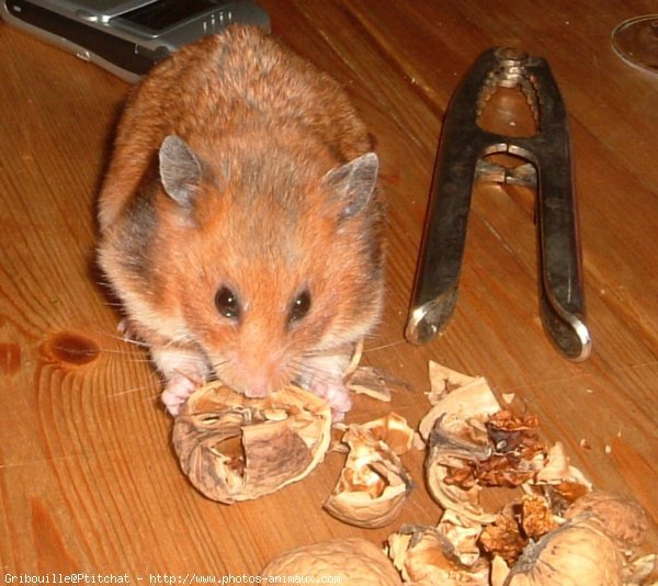 Photo de Hamster