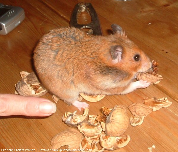 Photo de Hamster