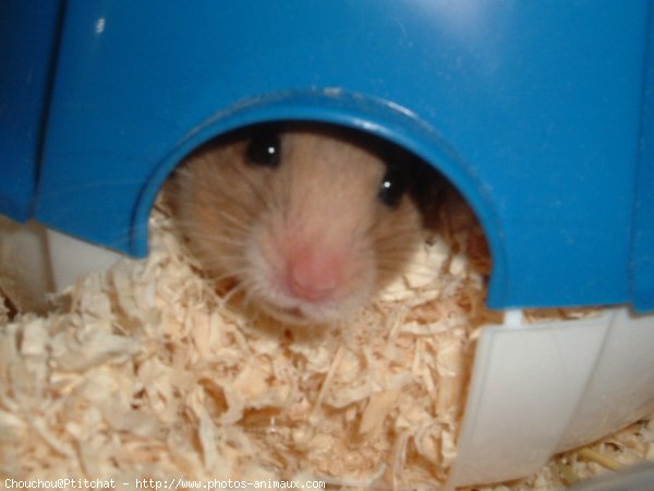 Photo de Hamster