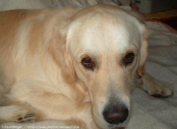 Photo de Golden retriever