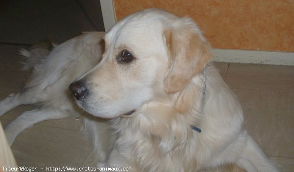 Photo de Golden retriever