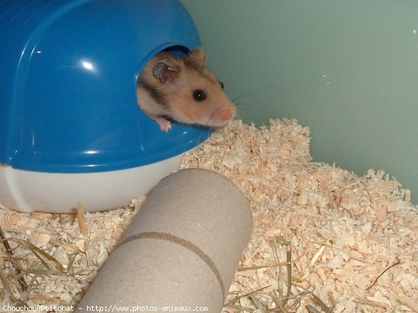 Photo de Hamster