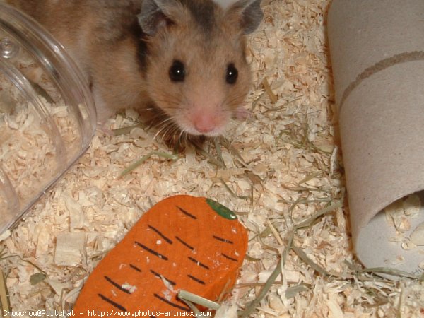 Photo de Hamster