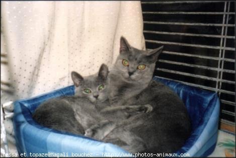 Photo de Chartreux