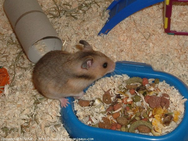 Photo de Hamster