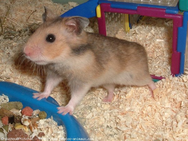 Photo de Hamster