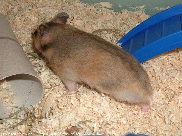 Photo de Hamster