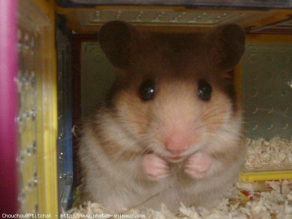 Photo de Hamster