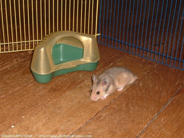 Photo de Hamster