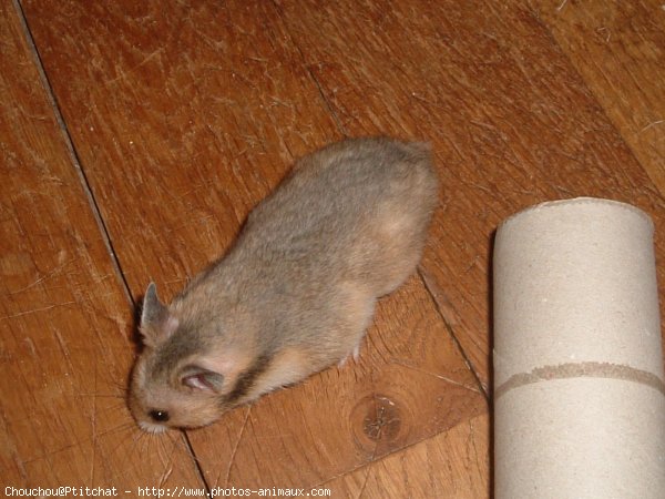 Photo de Hamster