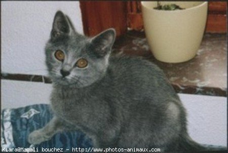 Photo de Chartreux