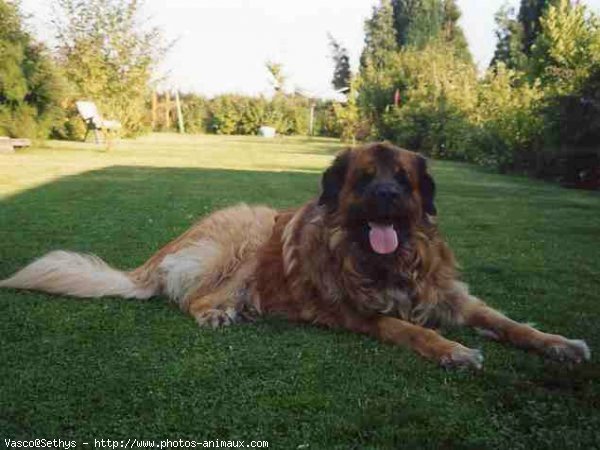 Photo de Leonberg