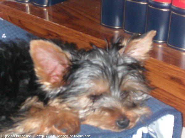 Photo de Yorkshire terrier