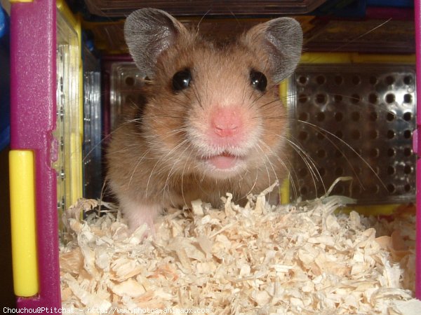 Photo de Hamster