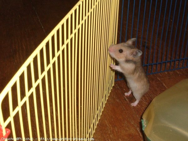 Photo de Hamster