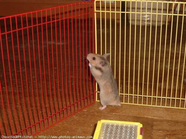 Photo de Hamster