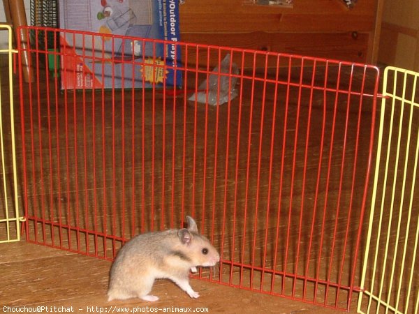 Photo de Hamster