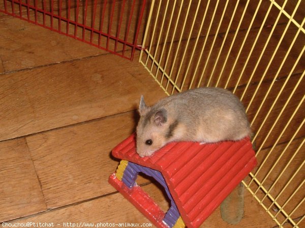 Photo de Hamster