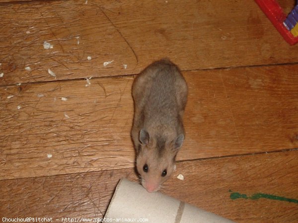 Photo de Hamster