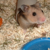 Photo de Hamster