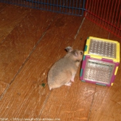 Photo de Hamster