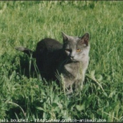 Photo de Chartreux