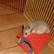 Photo de Hamster