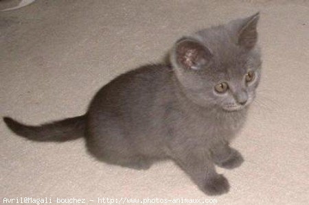 Photo de Chartreux