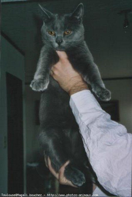 Photo de Chartreux