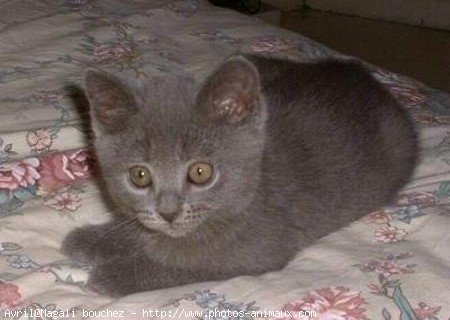 Photo de Chartreux