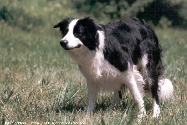 Photo de Border collie