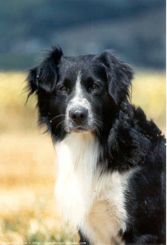 Photo de Border collie