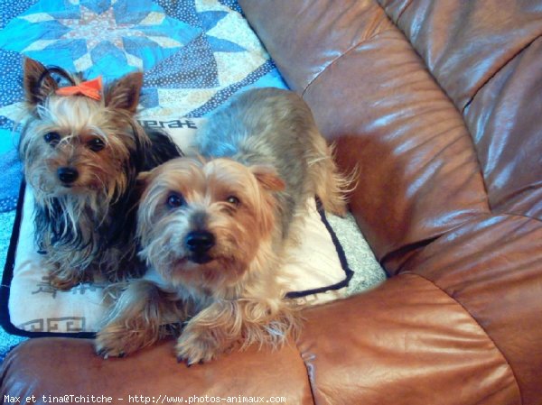 Photo de Yorkshire terrier