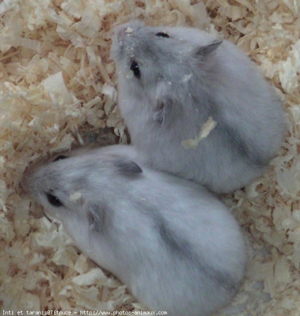 Photo de Hamster