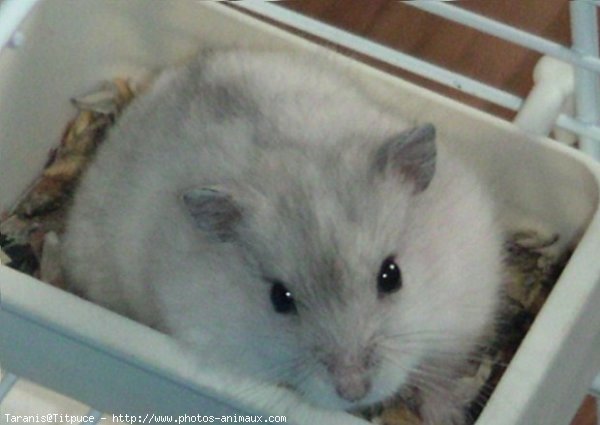 Photo de Hamster