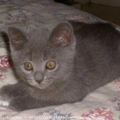 Photo de Chartreux