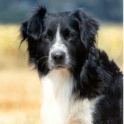 Photo de Border collie