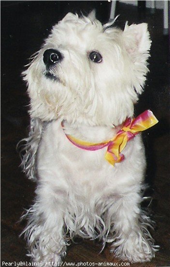 Photo de West highland white terrier