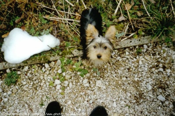 Photo de Yorkshire terrier