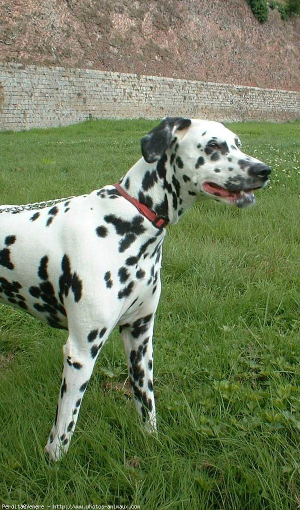 Photo de Dalmatien