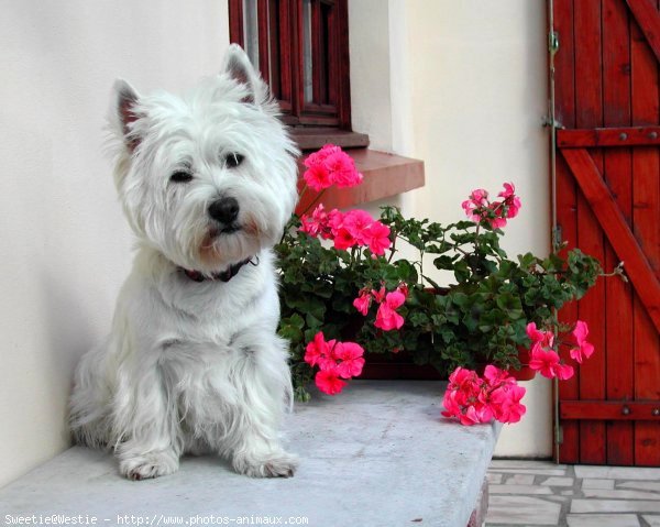 Photo de West highland white terrier