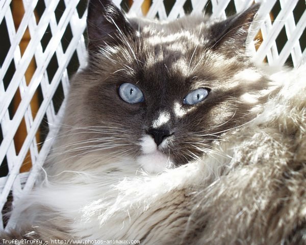 Photo de Ragdoll