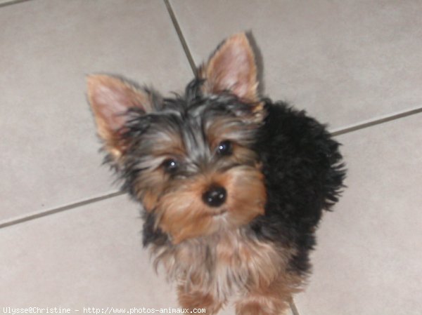 Photo de Yorkshire terrier