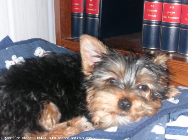 Photo de Yorkshire terrier