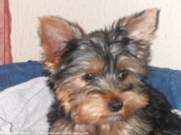 Photo de Yorkshire terrier