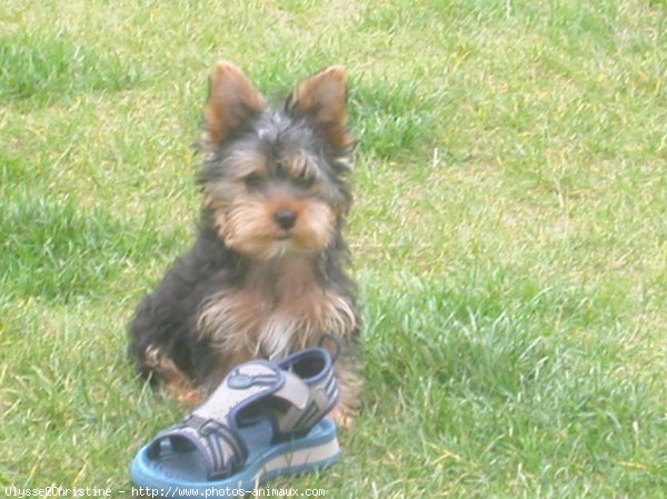 Photo de Yorkshire terrier