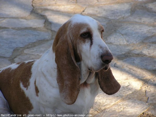 Photo de Basset hound