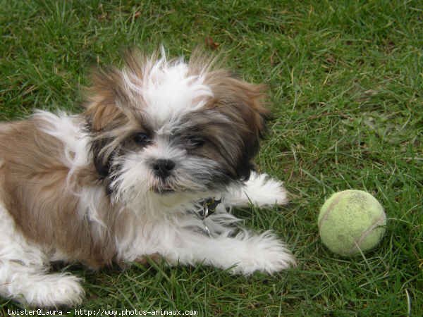 Photo de Shih tzu