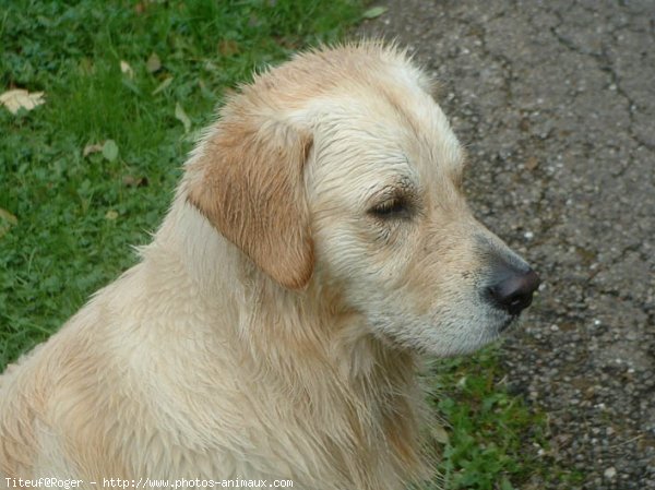 Photo de Golden retriever