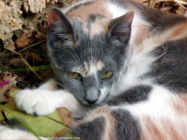 Photo de Chat domestique